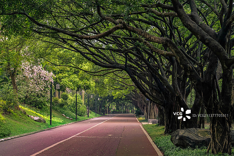 林荫路图片素材