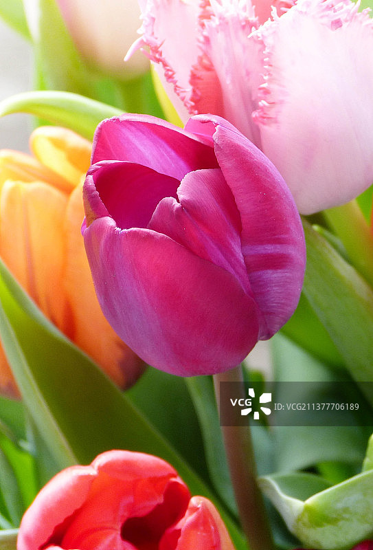 郁金香 花朵 花 花卉图片素材