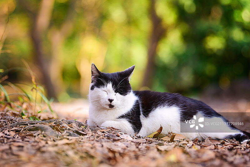趴坐在地上的流浪田园猫图片素材