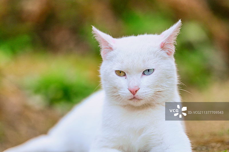 蓝白异瞳的田园小白猫图片素材