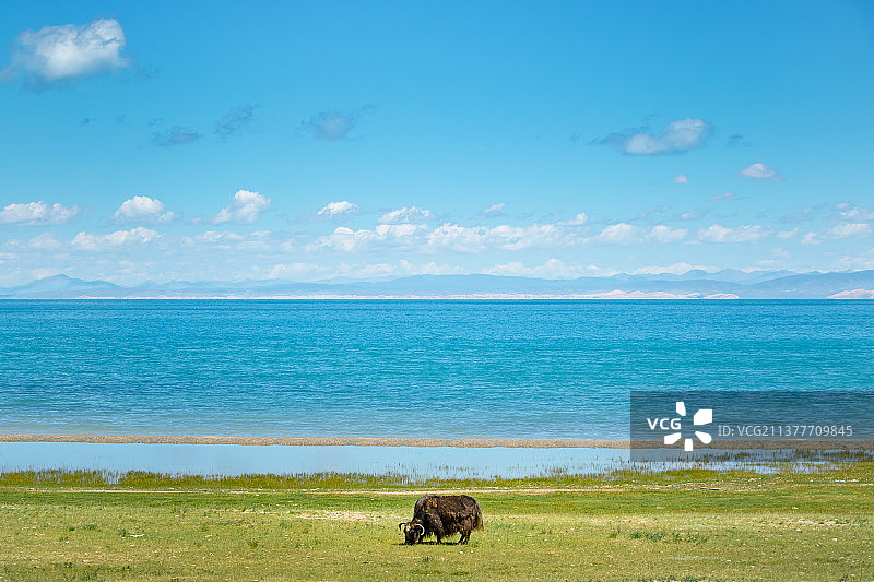 青海湖边的牦牛图片素材
