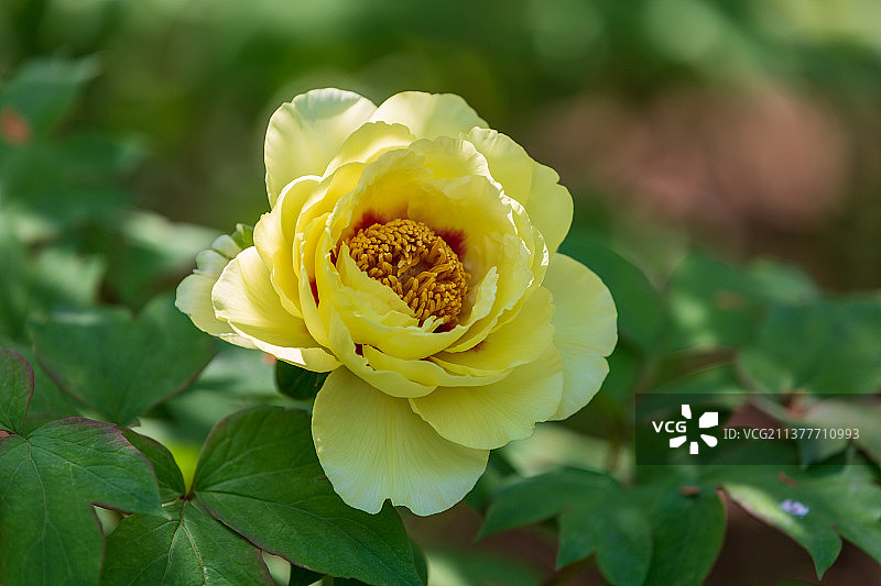 黄牡丹图片素材