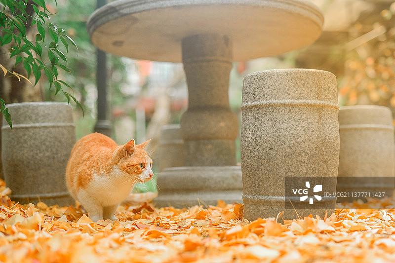 秋天银杏叶中的田园小猫咪图片素材