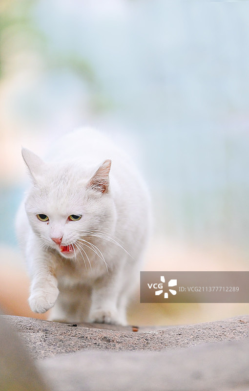 站立和蹦蹦跳跳的小猫咪图片素材