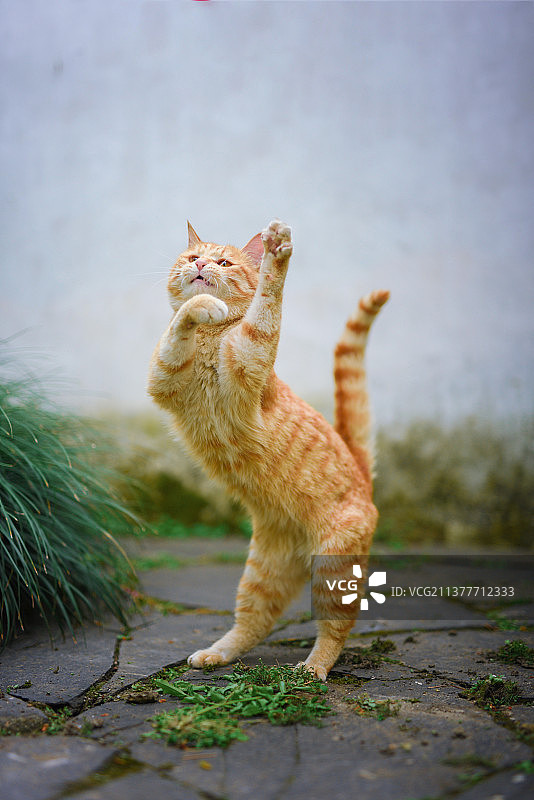 站立和蹦蹦跳跳的小猫咪图片素材