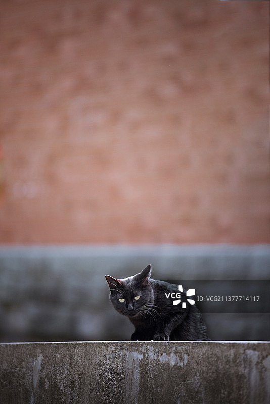 乖巧坐着抬头仰望的流浪田园猫图片素材