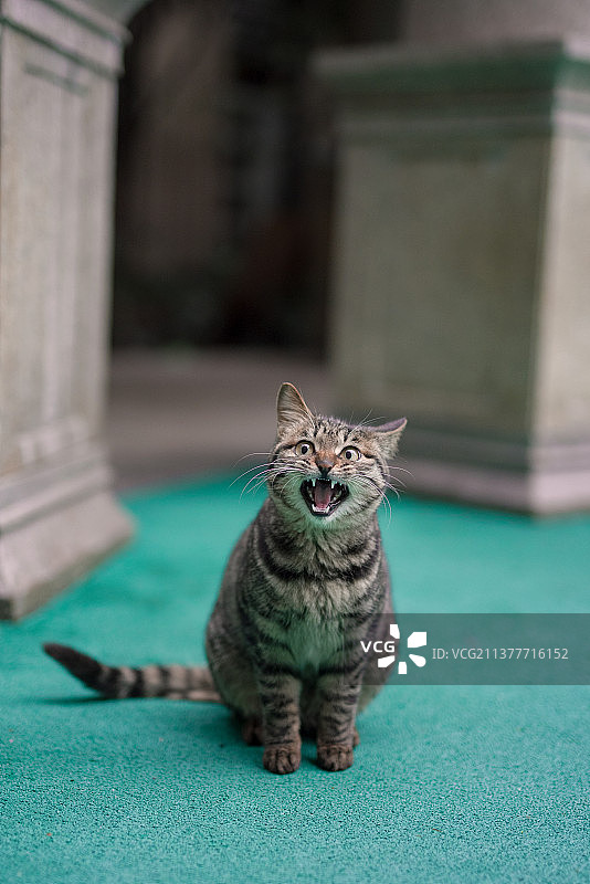 气到吐舌头的田园小猫咪图片素材