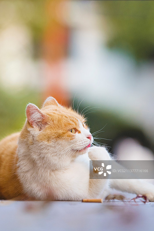 气到吐舌头的田园小猫咪图片素材