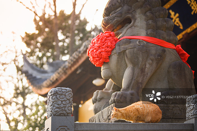 上海龙华寺的小猫咪图片素材