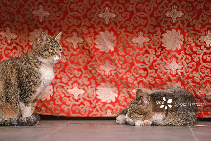 上海龙华寺的小猫咪图片素材