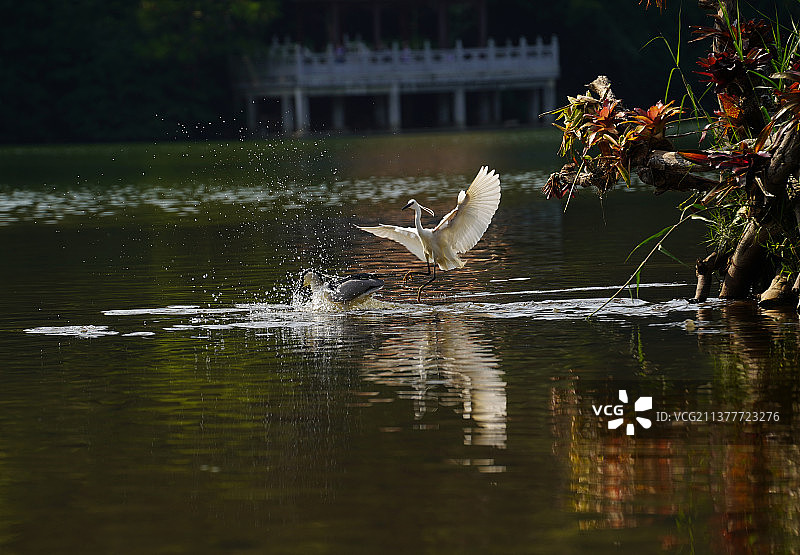 白鹭与夜鹭水中嬉戏狩猎图片素材