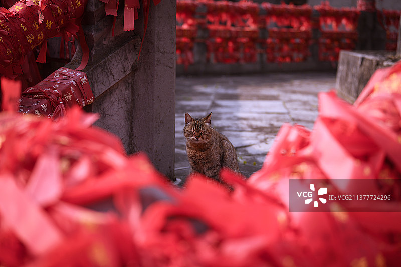 栖霞寺祈福小猫咪图片素材