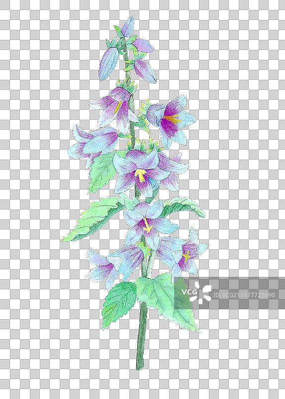 紫色花束 花朵图片素材