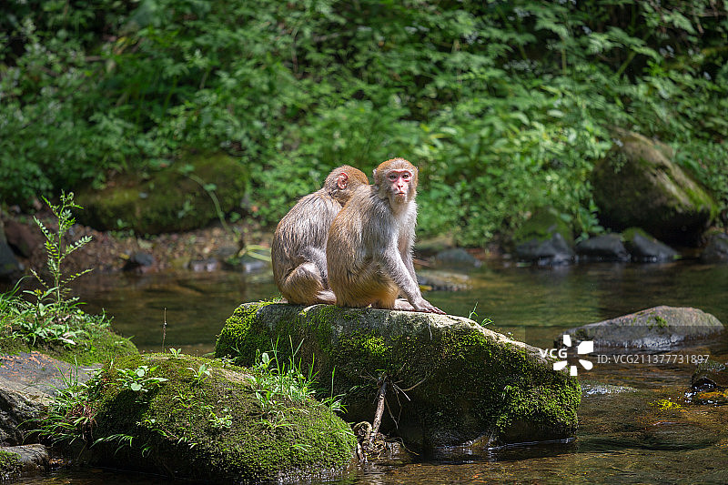 金鞭溪的猕猴图片素材