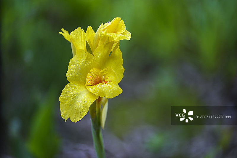 雨中美人焦图片素材