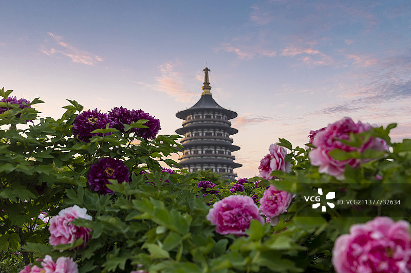 河南省隋唐洛阳城国家遗址公园天堂明堂景区牡丹花开图片素材