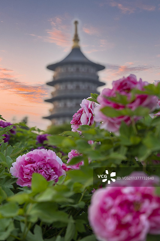 河南省隋唐洛阳城国家遗址公园天堂明堂景区牡丹花开图片素材