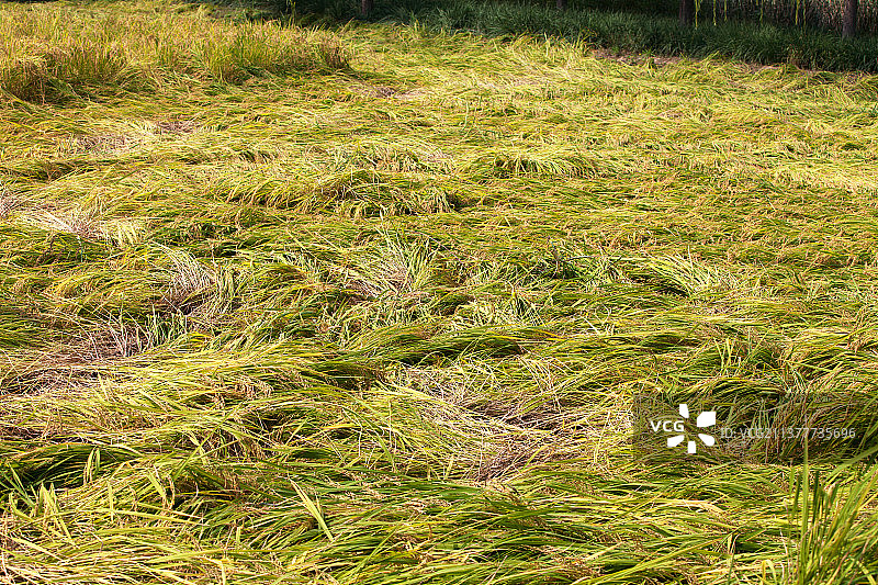 受灾后的水稻出现大面积倒伏图片素材