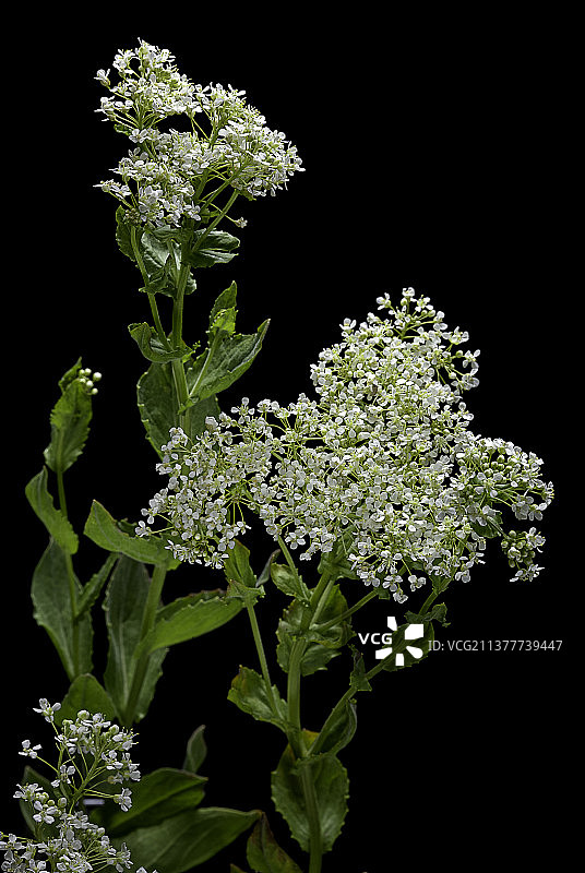 麦瓶蓟图片素材