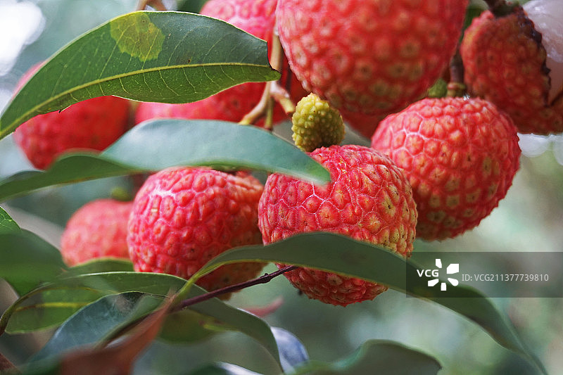 甜美可口的岭南荔枝。图片素材