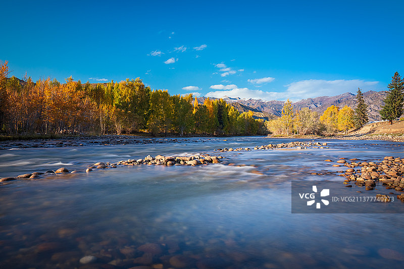 新疆阿勒泰富蕴县可可托海额尔齐斯河针叶林树林溪流秋天自然风光图片素材