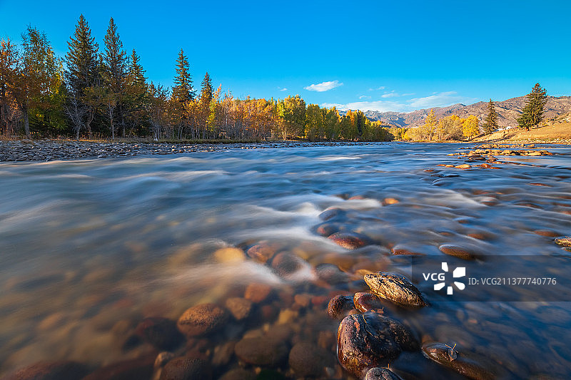 新疆阿勒泰富蕴县可可托海额尔齐斯河针叶林树林溪流秋天自然风光图片素材