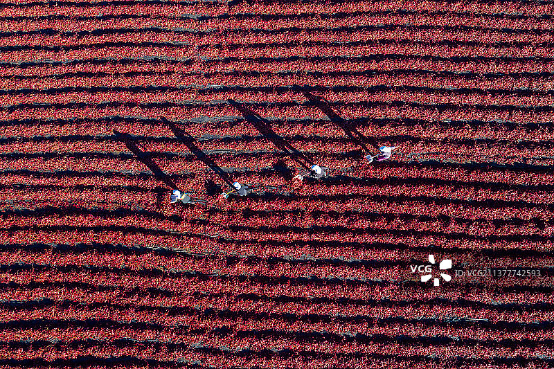 航拍河西走廊红辣椒晾晒场景图片素材