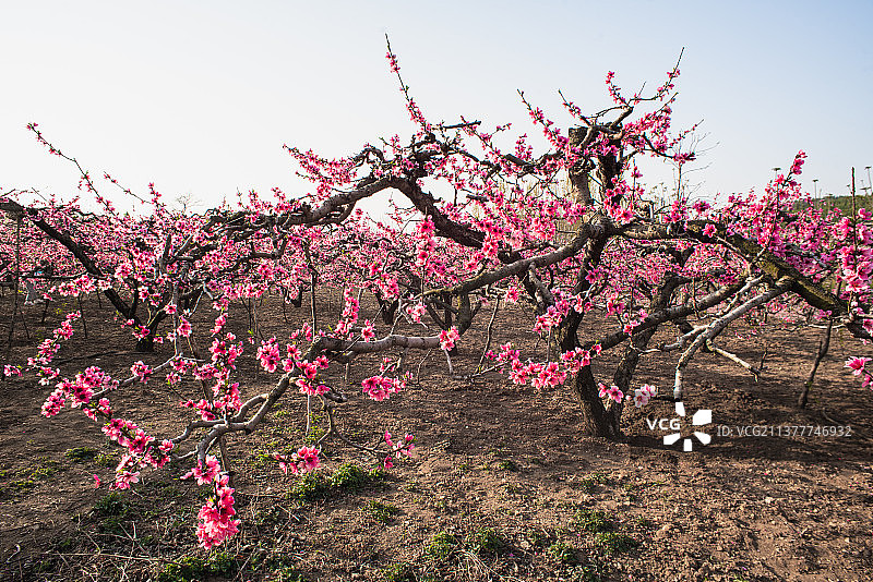 桃花园图片素材
