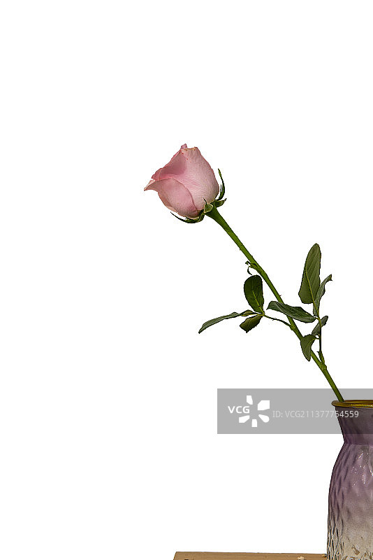 一朵粉色的玫瑰花图片素材
