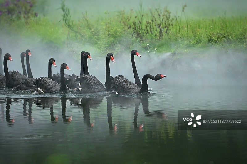 绿湖里的天鹅图片素材