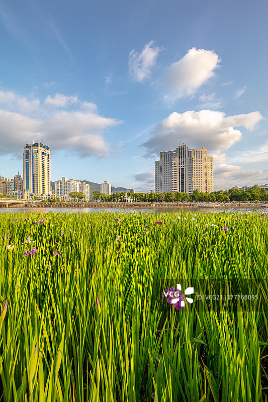 春天晴空蓝天白云下永宁江畔的绿色生态图片素材