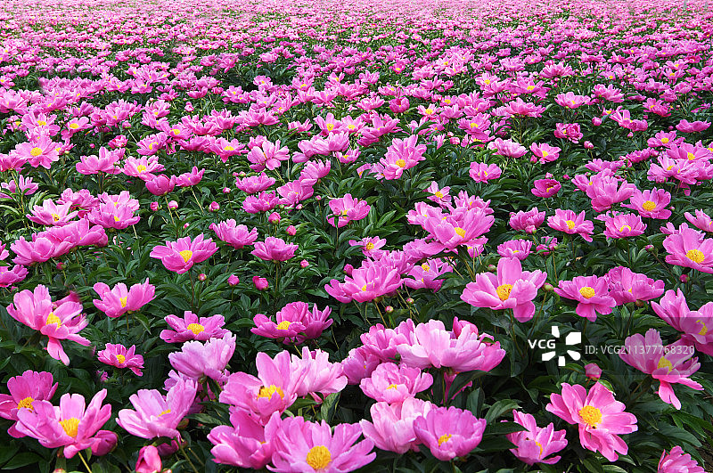 粉红色的芍药花图片素材