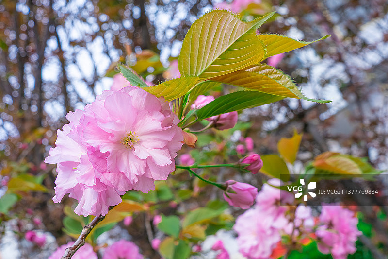 中国野生植物拍摄主题，绿化带园林里粉红色的垂丝海棠栽培植物和盛开的花朵特写，户外无人图像摄影图片素材