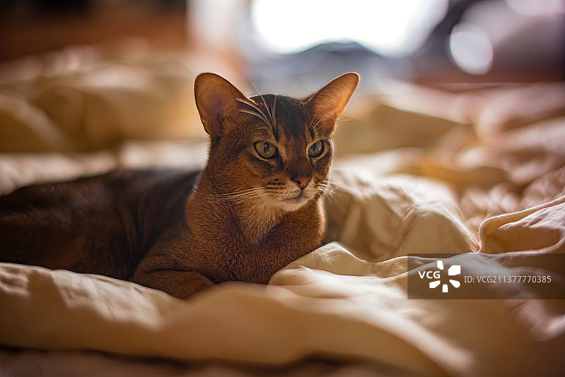 阿比西尼亚猫图片素材
