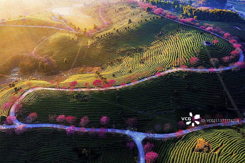 春天樱花园晨曦福建漳平图片素材