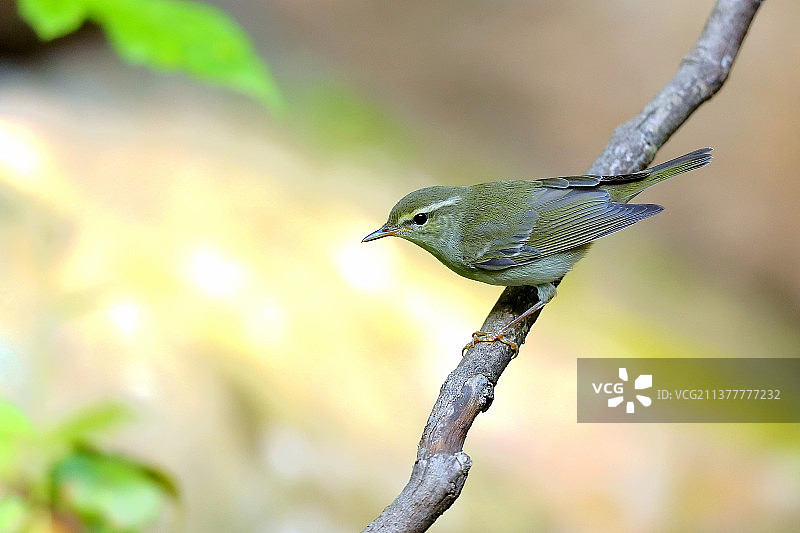 白眉柳莹图片素材