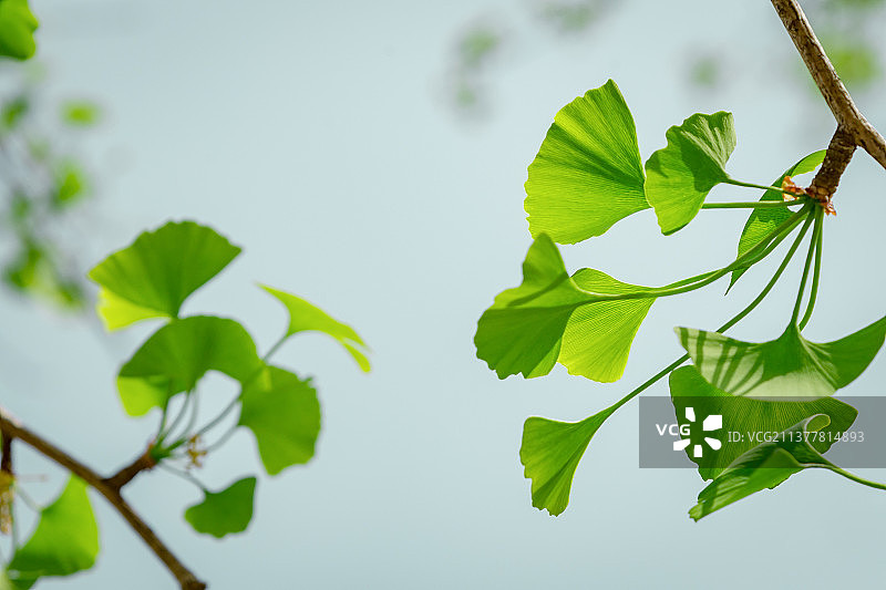 春天的银杏叶图片素材