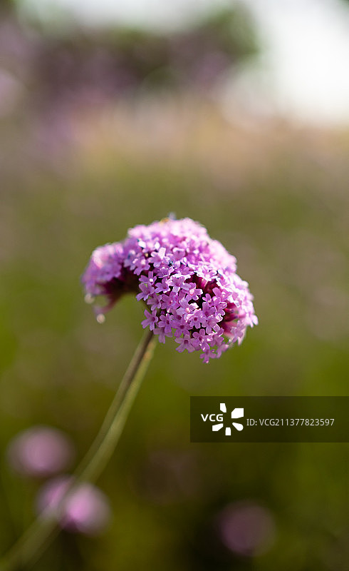 马鞭草图片素材