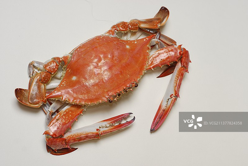 一只熟的梭子蟹图片素材