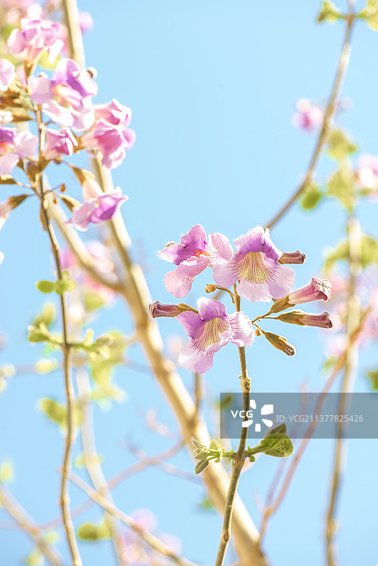 花  毛泡桐图片素材
