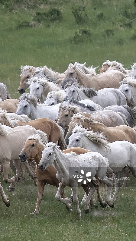 草原风景蒙古马水花四溅激情奔跑手机壁纸背景图图片素材