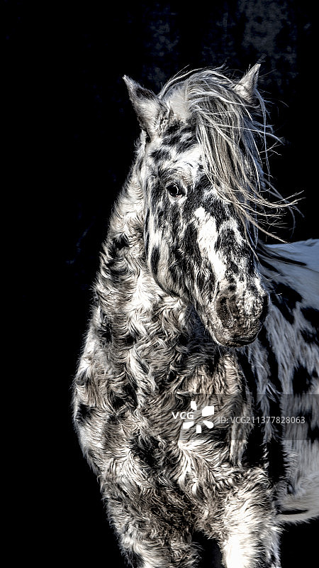草原风景蒙古马水花四溅激情奔跑手机壁纸背景图图片素材