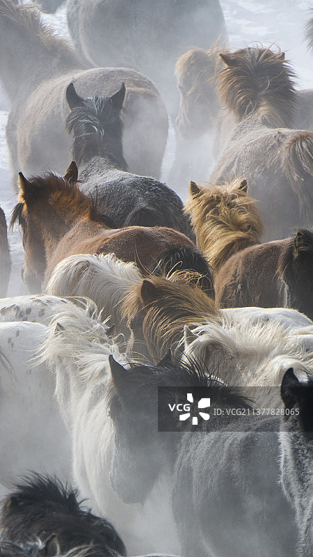 草原风景蒙古马水花四溅激情奔跑手机壁纸背景图图片素材