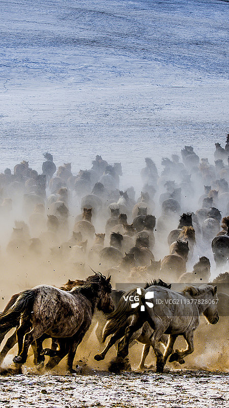 草原风景蒙古马水花四溅激情奔跑手机壁纸背景图图片素材
