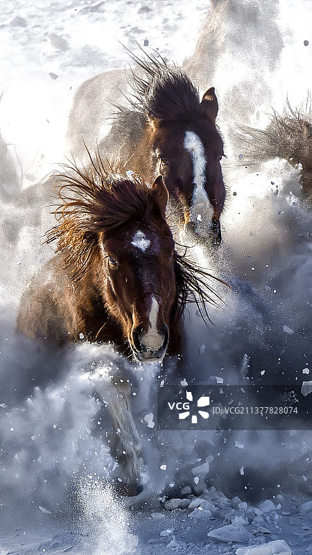 草原风景蒙古马水花四溅激情奔跑手机壁纸背景图图片素材
