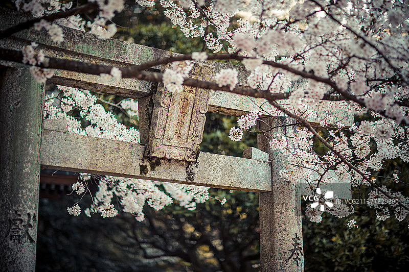 亚洲日本九州福冈的春天图片素材
