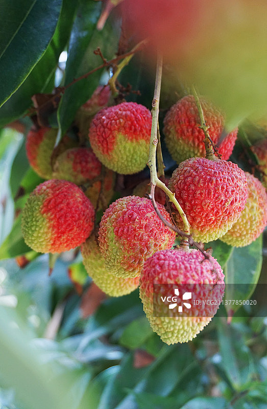 甜爽多汁妃子笑荔枝。图片素材