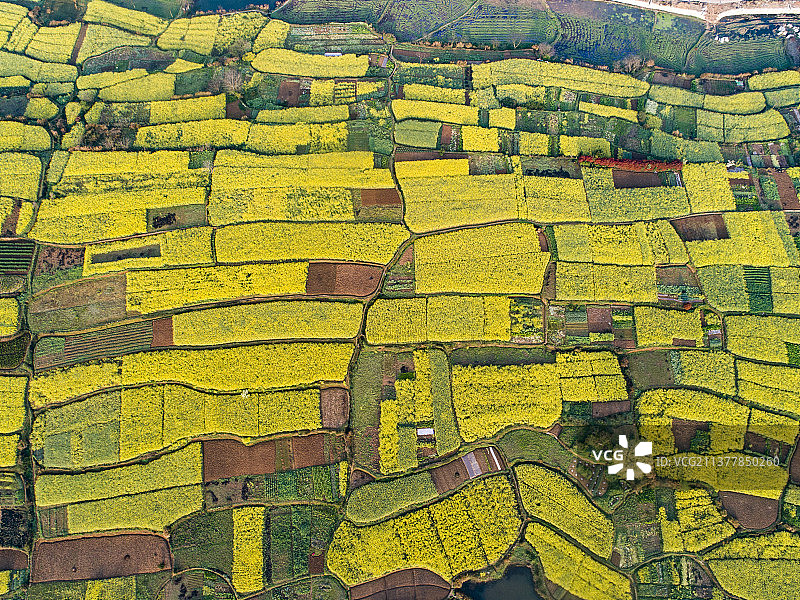 俯拍油菜花田图片素材