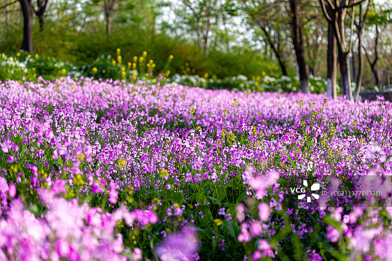 春天盛开的二月兰和油菜花图片素材