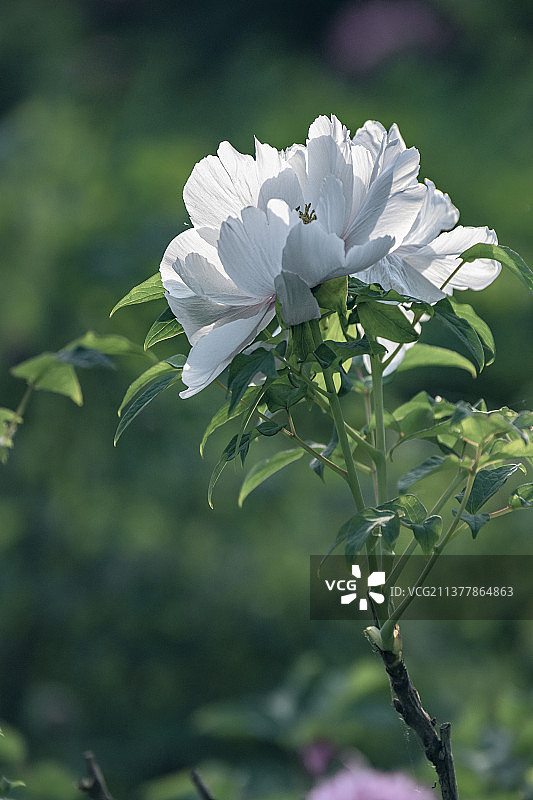 春天国色天香洛阳白牡丹争奇斗艳图片素材